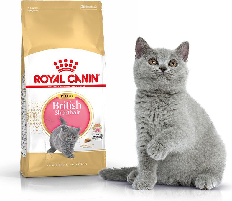 Royal Canin British Shorthair Kitten cats