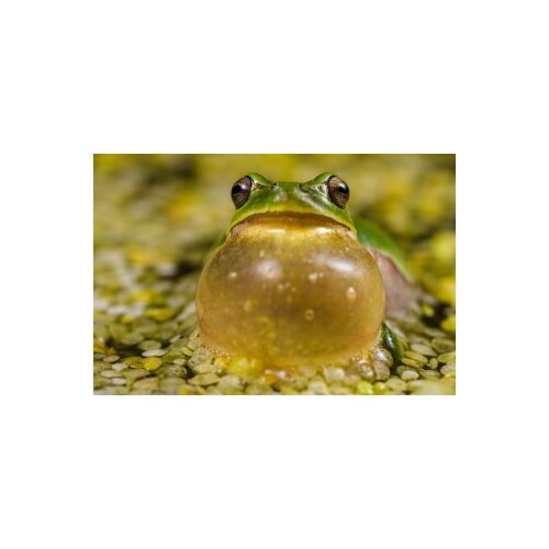 Obiektyw Laowa Obiektyw Venus Optics Laowa